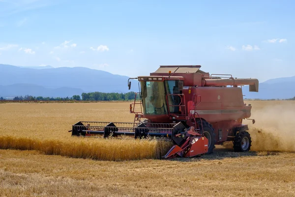 Harvester gathers the wheat crop — Stock Photo, Image