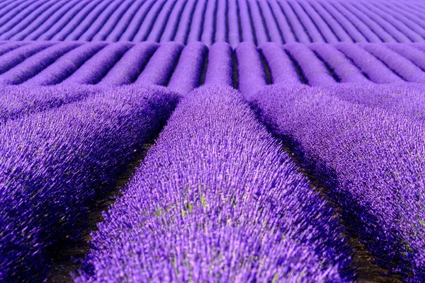 Fleurs de lavande fleurissant champs parfumés en rangées infinies. — Photo