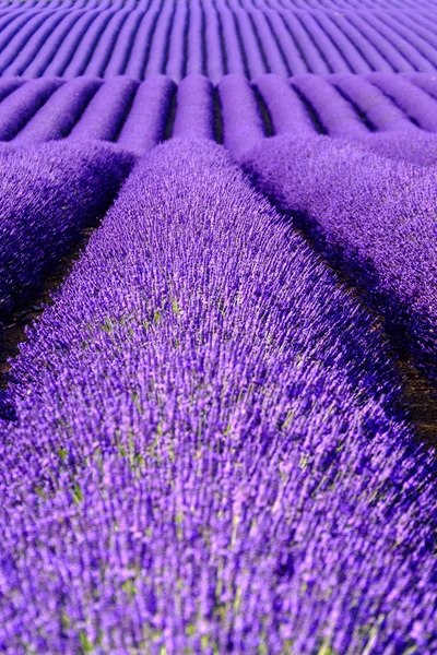 Lavendel blomma blommande doftande fält i ändlösa rader. — Stockfoto