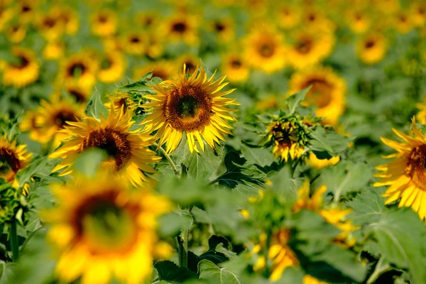 Поле стиглих квітучих соняшників — стокове фото