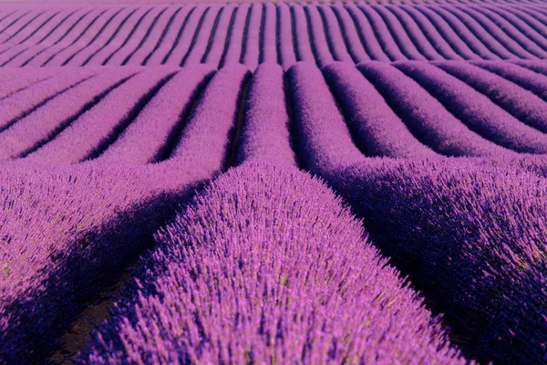 Fleurs de lavande fleurissant champs parfumés en rangées infinies. — Photo