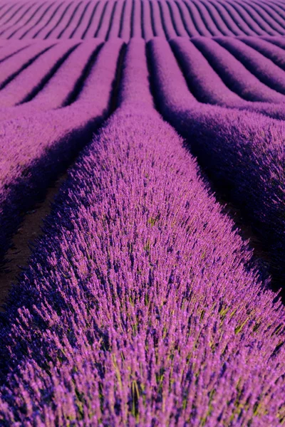 Lavanda flor florescendo campos perfumados em linhas intermináveis. — Fotografia de Stock