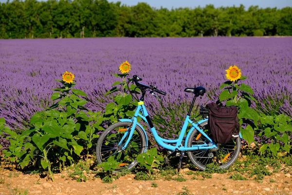 Provence lavanta alanında elektrikli Bisiklet — Stok fotoğraf