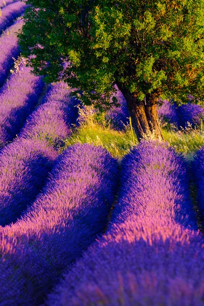 Lavendelfeld in Plateau-Valensole — Stockfoto