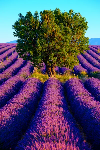 Lavendelfeld in Plateau-Valensole — Stockfoto