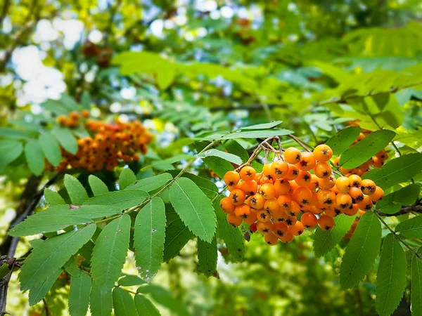 Ripe berries on an ash tree — Stock Photo, Image