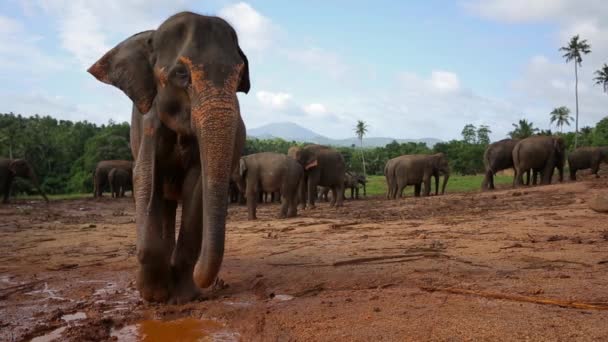 Grupo de elefantes salvajes — Vídeos de Stock