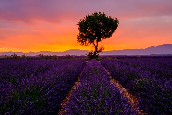 Árbol en el campo de lavanda al atardecer — Foto de Stock