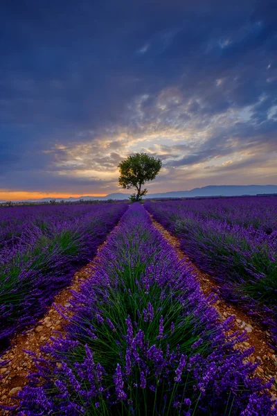 Tree in lavender field at sunset