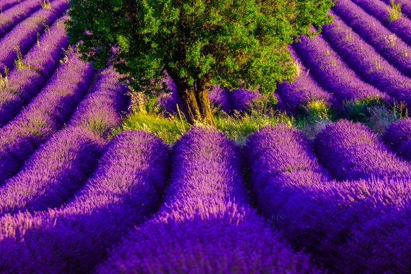 Levandulová pole v plošině Valensole — Stock fotografie