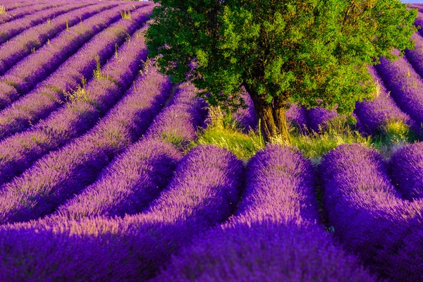 Campo de lavanda no planalto Valensole — Fotografia de Stock