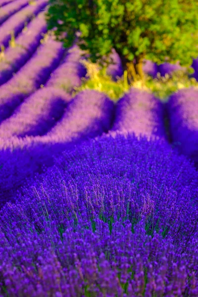 Campo de lavanda no planalto Valensole — Fotografia de Stock