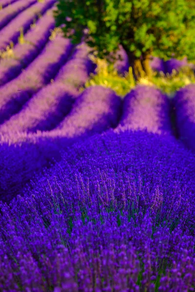 Lavender field in plateau Valensole — Stock Photo, Image