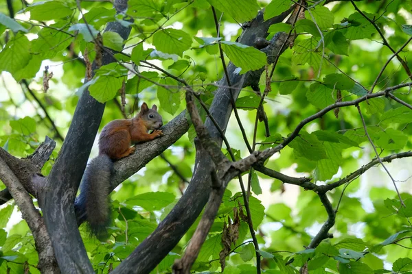 Squirrel sitting on a tree — Stock Photo, Image