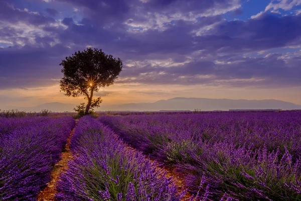 Árvore no campo de lavanda ao pôr do sol — Fotografia de Stock