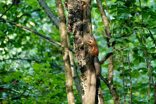 Squirrel sitting on a tree — Stock Photo, Image