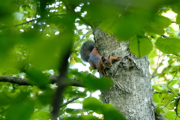 Squirrel sitting on a tree — Stock Photo, Image