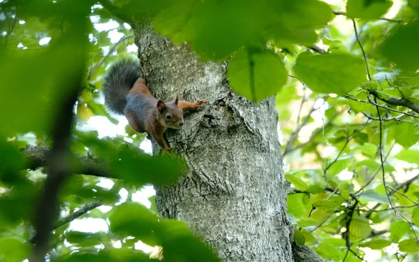 Squirrel sitting on a tree — Stock Photo, Image