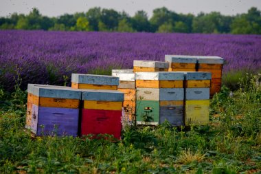 Beehives in Provence at France clipart