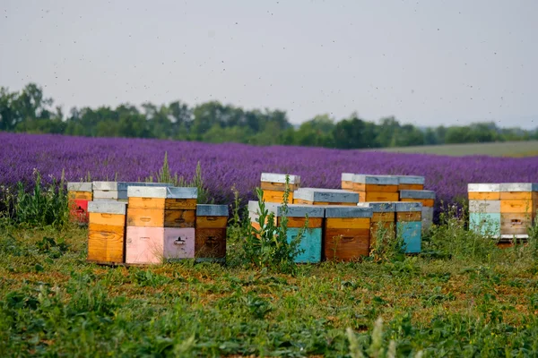 Arı kovanı Provence Fransa — Stok fotoğraf