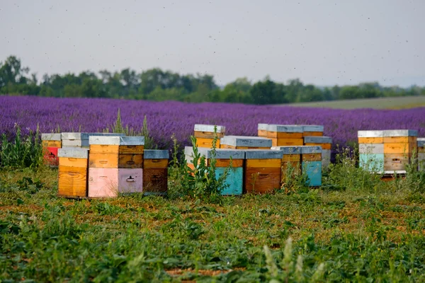 Bijenkorven in de Provence in Frankrijk — Stockfoto