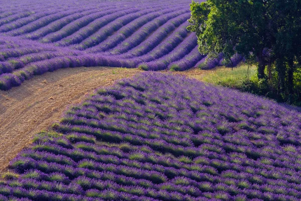 Lavanda florescente em um campo — Fotografia de Stock