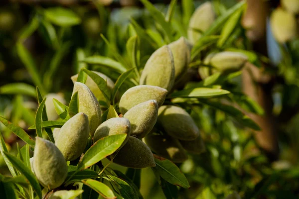 Tuin met amandelbomen in de Provence — Stockfoto