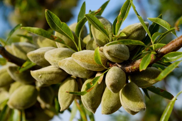 Tuin met amandelbomen in de Provence — Stockfoto