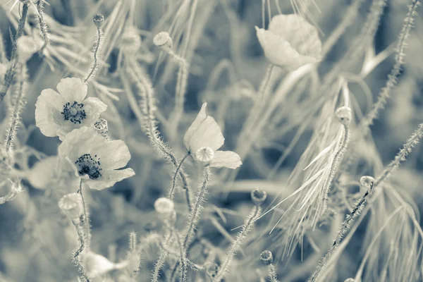 Prairie de pavot à l'été — Photo