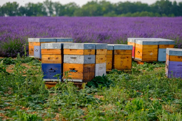 Arı kovanı Provence Fransa — Stok fotoğraf