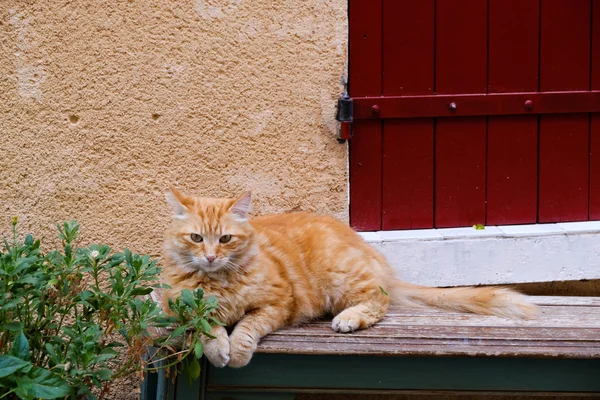 Porträt einer roten Katze — Stockfoto