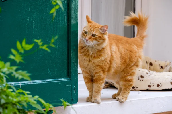 Vörös macska séta portré — Stock Fotó