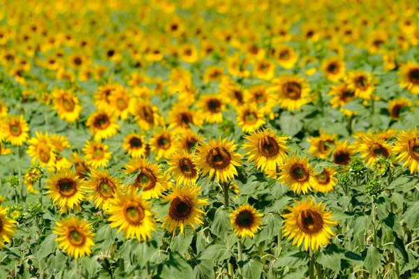 Поле стиглих квітучих соняшників — стокове фото