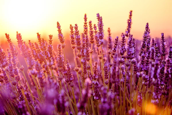 Blühender Lavendel auf einem Feld — Stockfoto