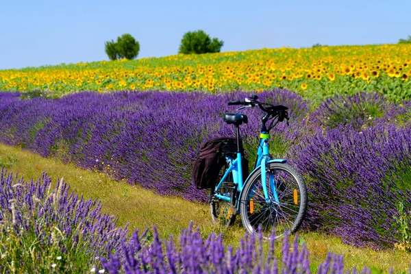 Provence lavanta alanında elektrikli Bisiklet — Stok fotoğraf