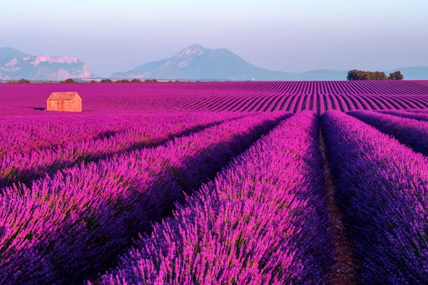 Champ de lavande dans le sud de la France — Photo