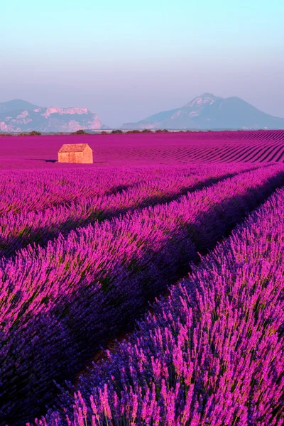 Lavendelfeld in Südfrankreich — Stockfoto