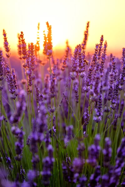 Blühender Lavendel auf einem Feld — Stockfoto