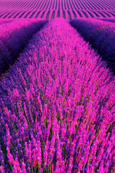 Kwiaty lawendy kwitnące pola zapachowe w niekończących się rzędach. — Zdjęcie stockowe