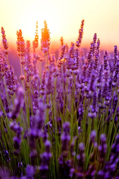 Blühender Lavendel auf einem Feld — Stockfoto