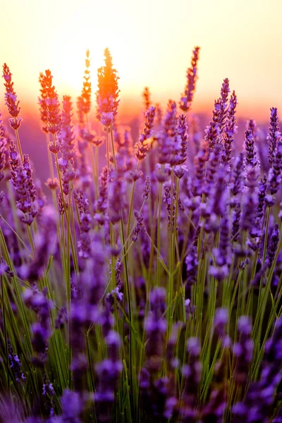 Blooming lavender in a field