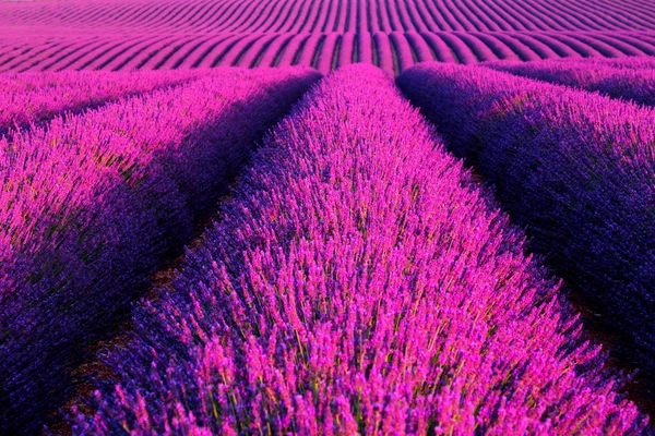 Fleurs de lavande fleurissant champs parfumés en rangées infinies. — Photo