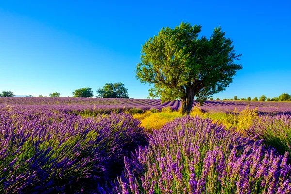 Árvore em um campo em Provence — Fotografia de Stock