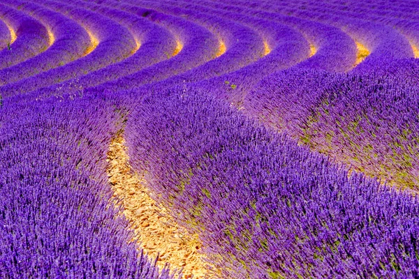 Fleurs de lavande fleurissant champs parfumés en rangées infinies. — Photo