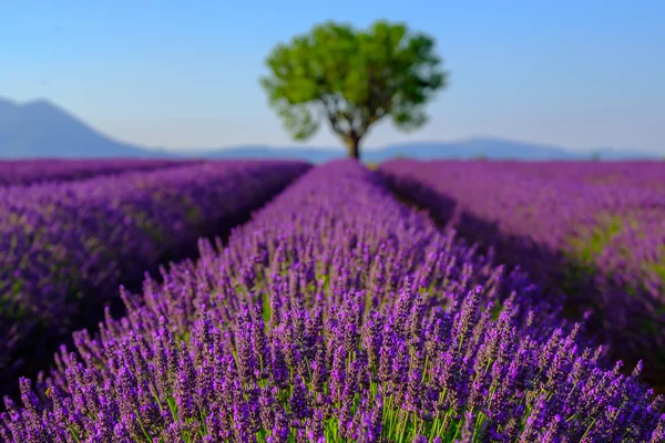 Levandulová pole v plošině Valensole — Stock fotografie