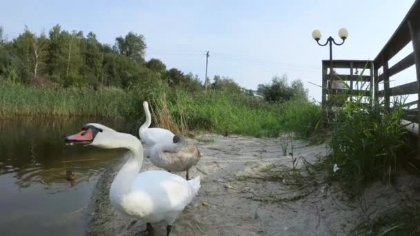 Cisnes en la orilla del estanque — Vídeos de Stock