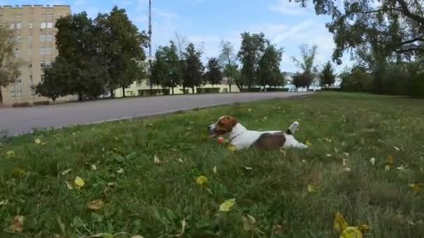 Parktaki çimlerde oynayan komik köpekler. — Stok video