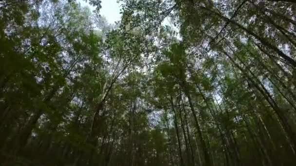 Hohe Bäume wachsen im Wald — Stockvideo