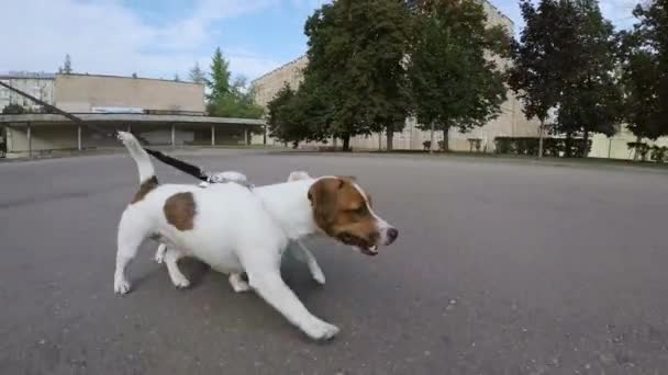 Śmieszne psy spacerujące na smyczy w parku — Wideo stockowe