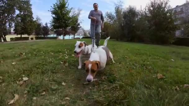 所有者の前で走る面白い犬 — ストック動画
